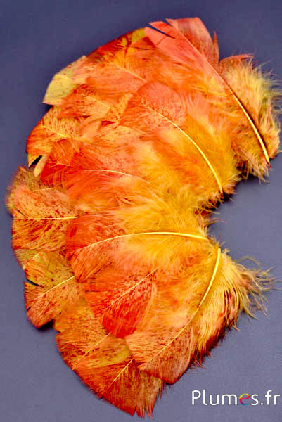 Dinde mouchetée couleur rouge - 6-8 cm - curry